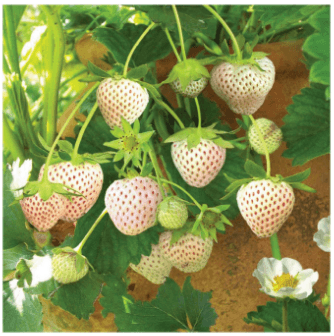 strawberry putih