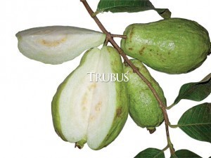 bobot jambu pir bobot jambu pir