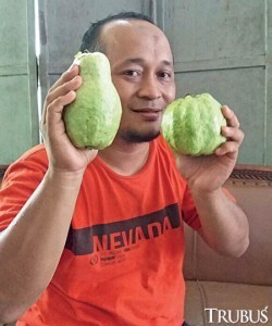 Yusron Hadi Nugroho, pengkoleksi jambu pir  Yusron Hadi Nugroho, pengkoleksi jambu pir