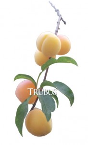 Menanam Buah Plum Dalam Pot Menanam Buah Plum Dalam Pot