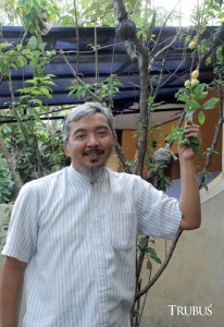 Menanam Buah Plum Dalam Pot Menanam Buah Plum Dalam Pot