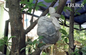 Menanam Buah Plum Dalam Pot Menanam Buah Plum Dalam Pot