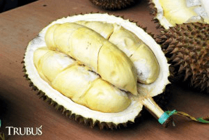 pemenang kontes durian