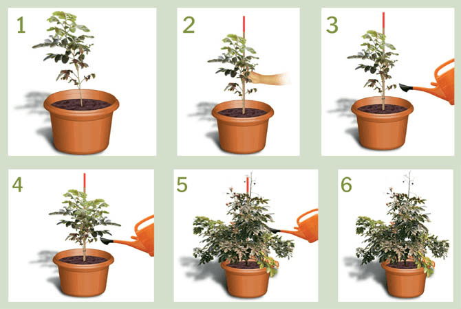 cara menanam lengkeng merah di pot