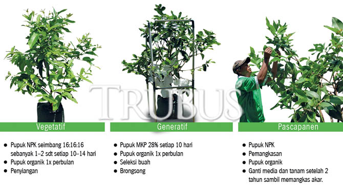jambu air mdh