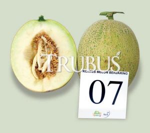 melon unggulan