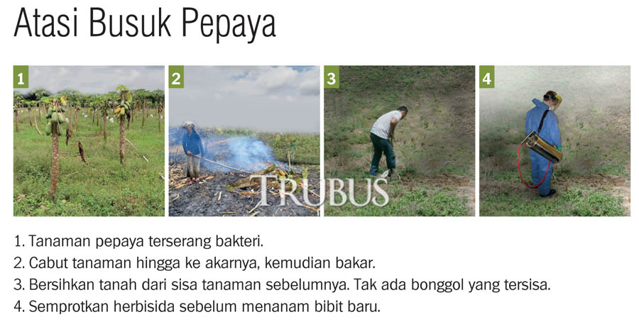 atasi masalah busuk pepaya atasi busuk pepaya