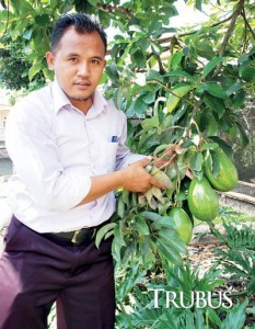 alpukat wina merupakan alpukat jumbo