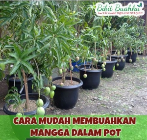 cara menanam mangga dalam pot