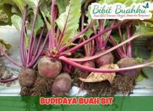 Buah Bit Budidaya