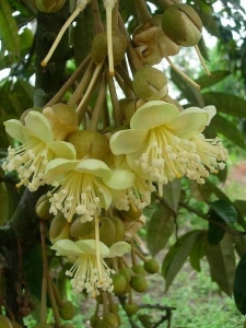 bunga durian tidak rontok