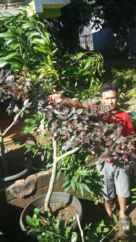 Indukan Klengkeng Merah (Longan Ruby)yang mulai berbuah banyak