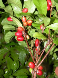 Bibit Buah Ajaib