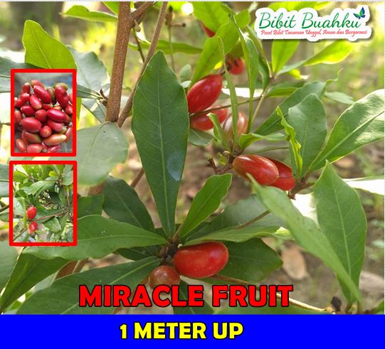 Bibit Miracle Fruit 1 Meter UP