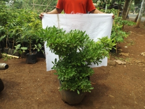 Bibit Buah Ajaib