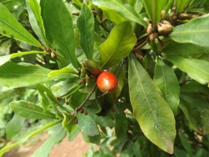 Bibit Buah Ajaib