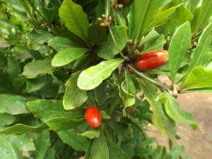 Bibit Buah Ajaib