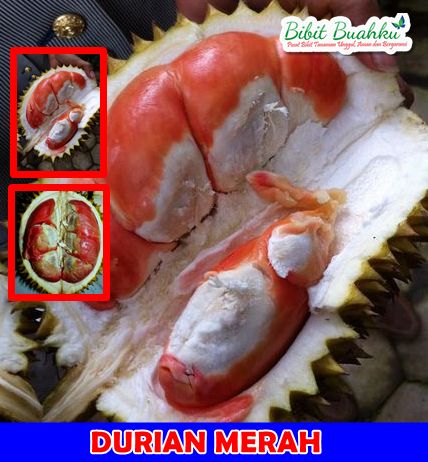 Durian Merah