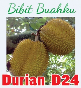 gambar buah Durian d24