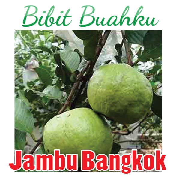 Bibit Tanaman Jambu Bangkok