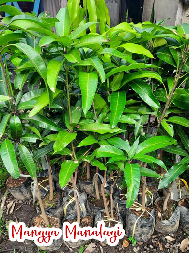 ciri-ciri pohon mangga manalagi