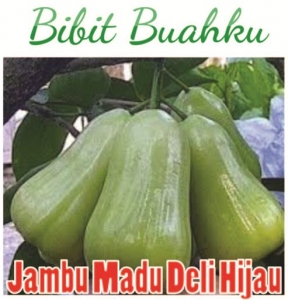 Bibit Jambu Madu Deli Hijau