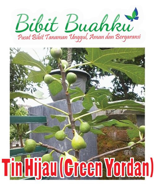 Bibit Buah Tin Hijau (Green Jordan)
