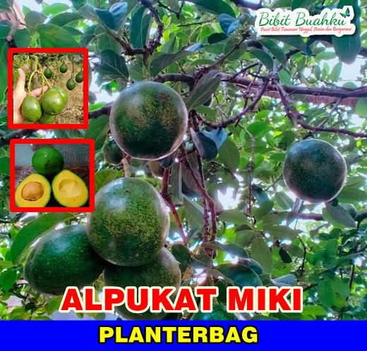 Alpukat Miki Planterbag