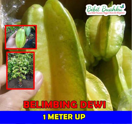 Belimbing Dewi 1 Meter UP