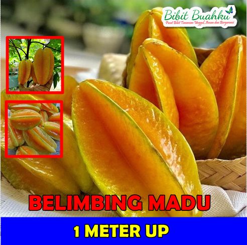 Belimbing Madu 1 meter UP