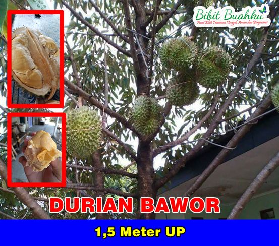 Durian Bawor 1,5 Meter
