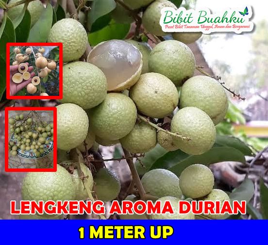 Lengkeng Aroma Durian