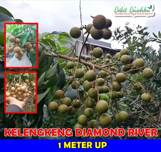 Lengkeng Diamond River 1 Meter UP