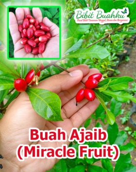 Jual Bibit Miracle fruit Unggul