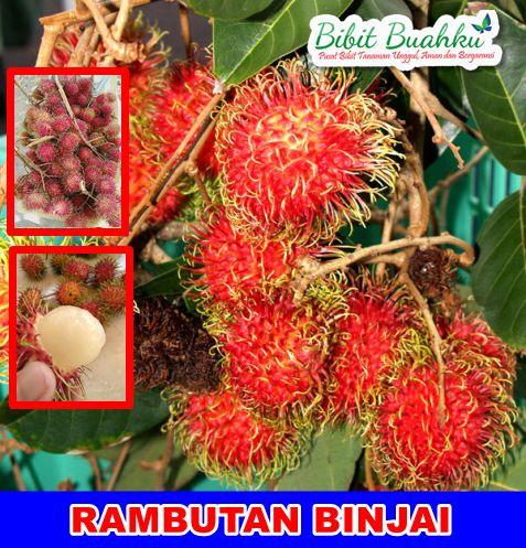 Rambutan Binjai 1