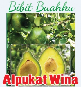 gambar buah Alpukat Wina