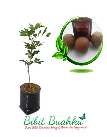 Bibit kelengkeng Pingpong