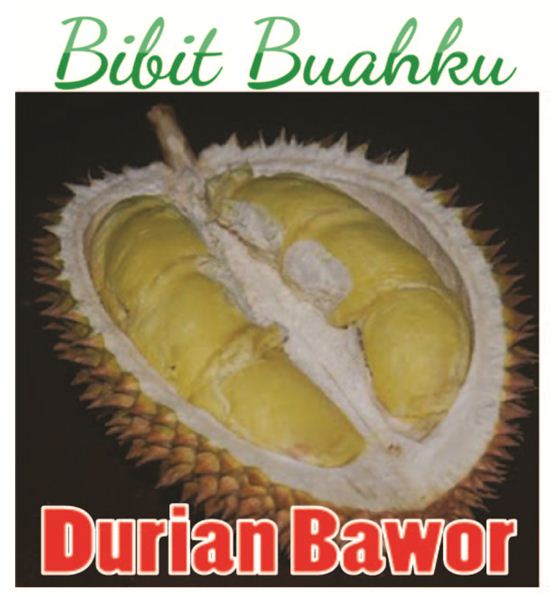 bibit tanaman buah durian bawor