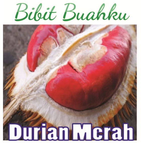bibit durian merah
