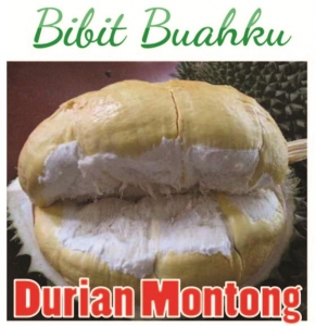 Bibit Tanaman Durian Montong