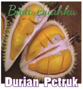 gambar buah Durian Petruk