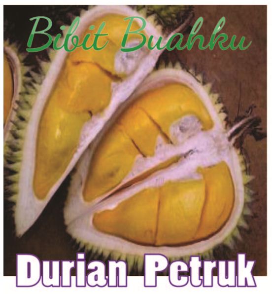Bibit Tanaman Durian Petruk