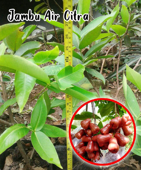 Harga bibit jambu air citra merah