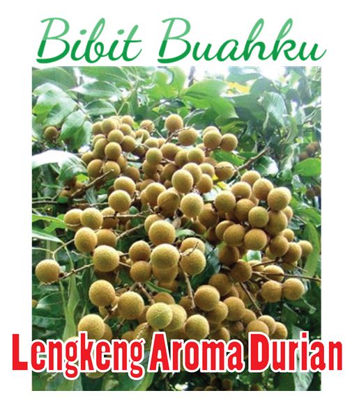 Bibit Tanaman Lengkeng Aroma Durian