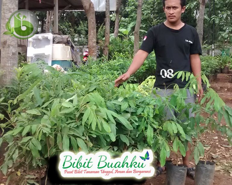 bibit lengkeng kinglong