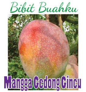 Bibit Mangga Gedong Gincu