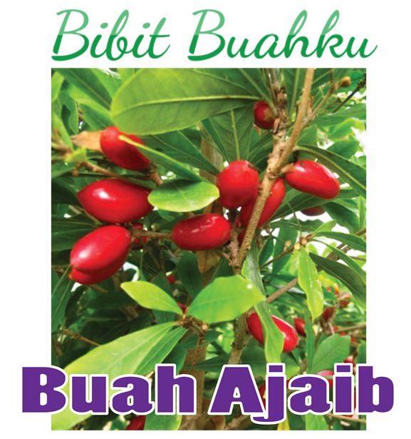 Bibit Miracle Fruit