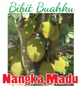gambar buah Nangka Madu