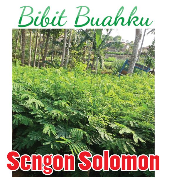 Bibit Pohon Sengon