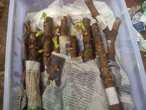 Stek Tin Metode Tidur Ayo Berkebun